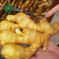 wholesale ginger price Big fresh Ginger
